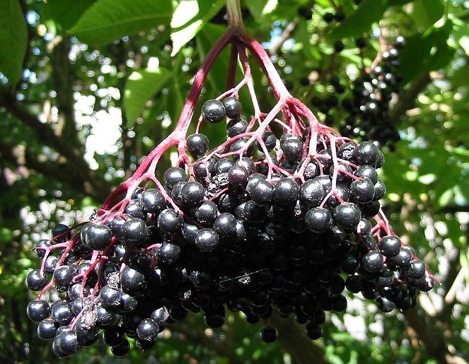 The Wisdom of the Elderberry