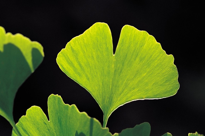 Ginkgo biloba