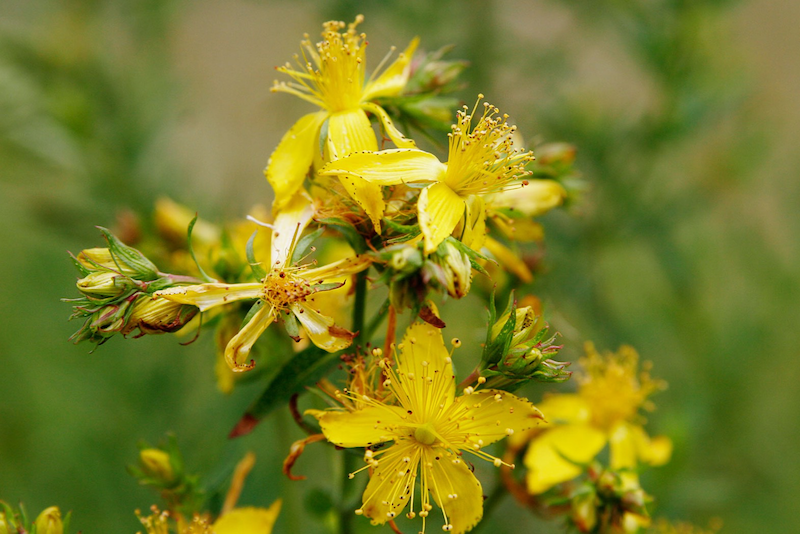 St. John's Wort