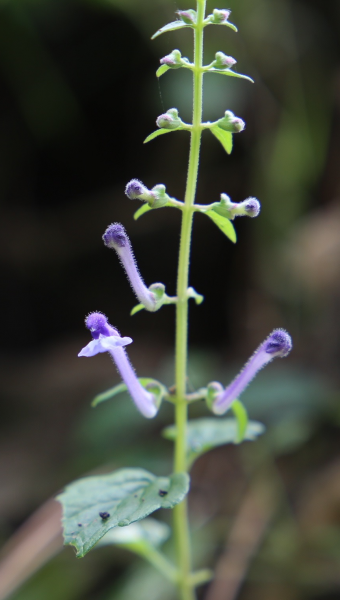 Lobelia