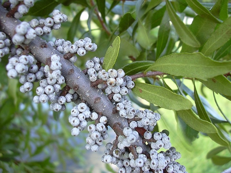 My Favorite Astringent Herb: Bayberry