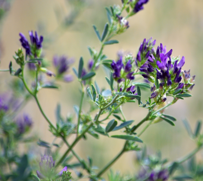 Alfalfa: The King of Herbs