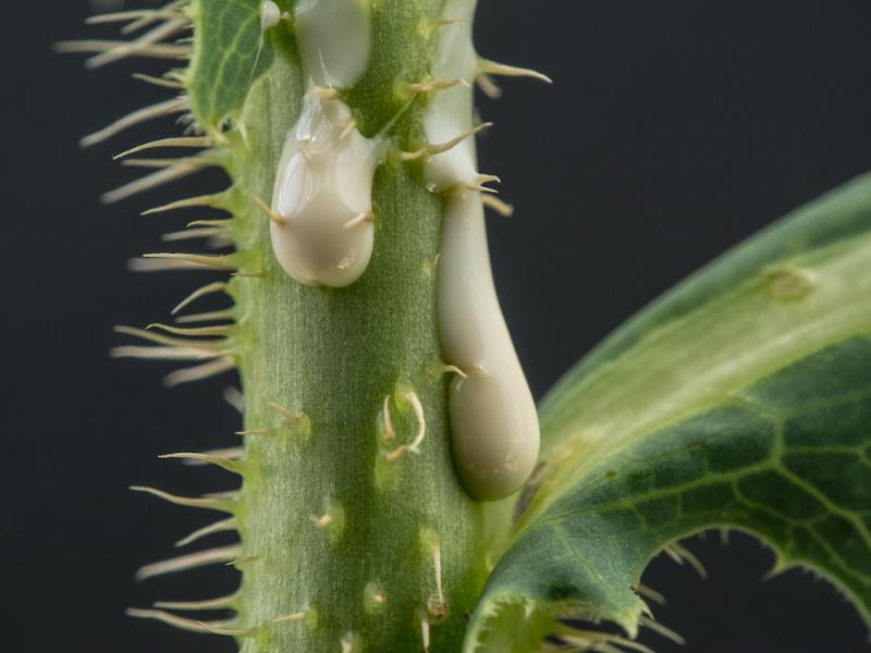 The Wild Side of Lettuce