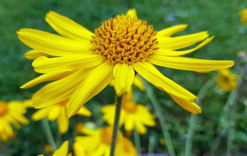 Arnica: Every First Aid Kit Needs This Remedy