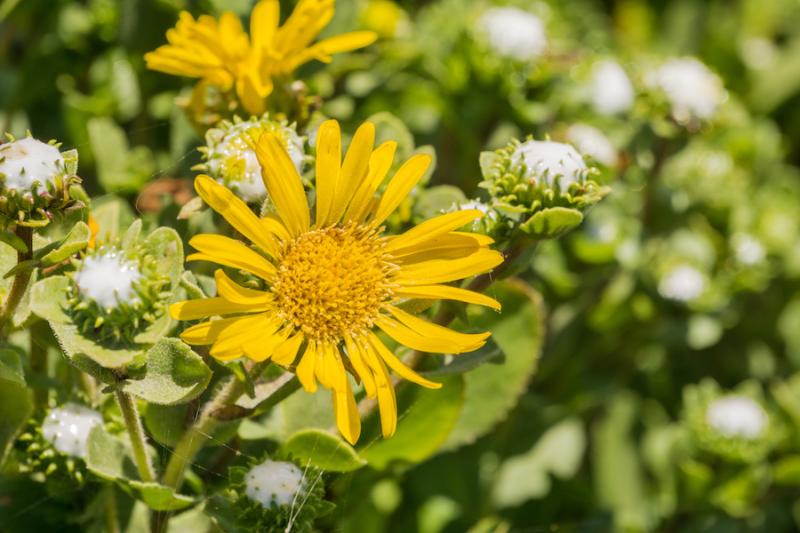 Gumweed