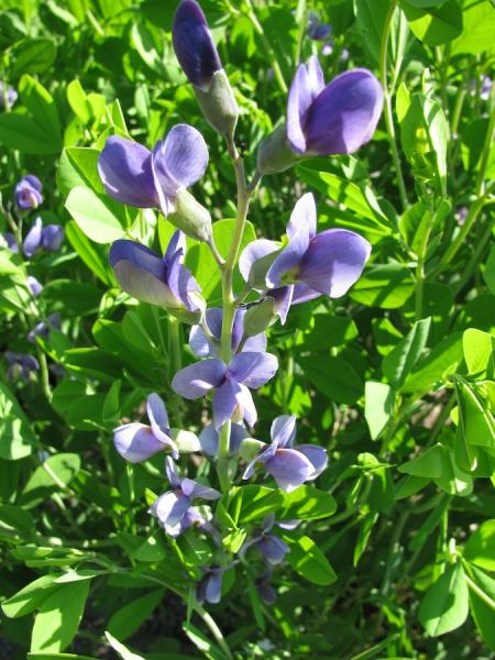 Wild Indigo or Baptisia