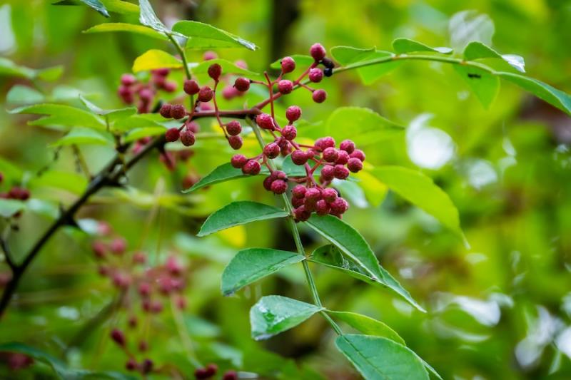 Prickly Ash