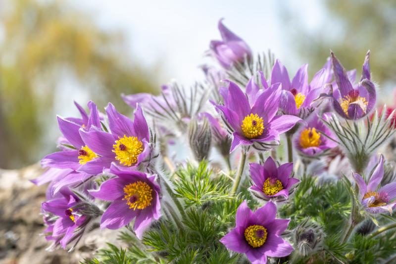 Pulsatilla: The Flower of the Wind