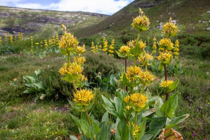 Gentian: A Classic Simple Bitter