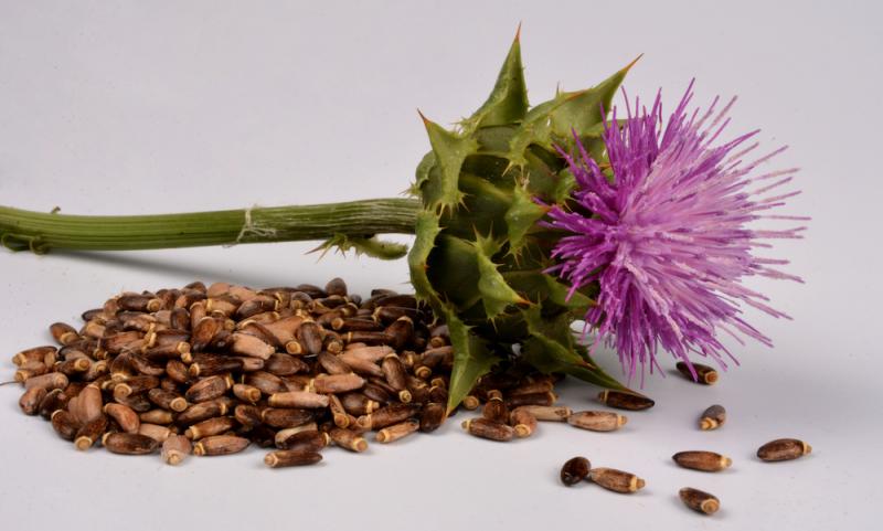 Milk Thistle