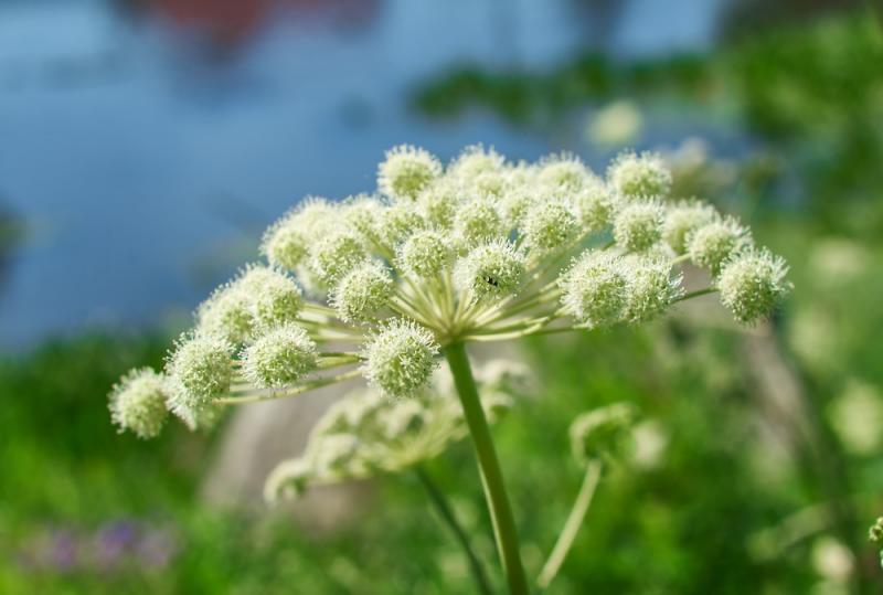 The Angelic Herb