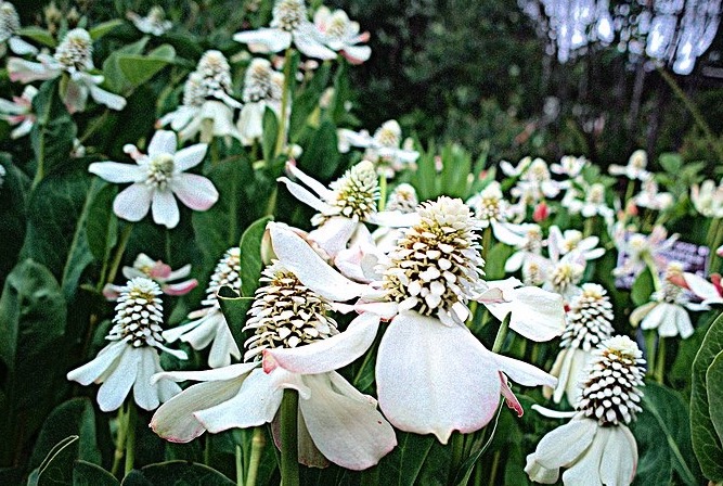 Yerba Mansa