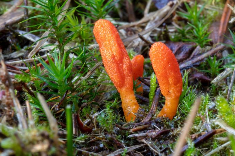 Cordyceps