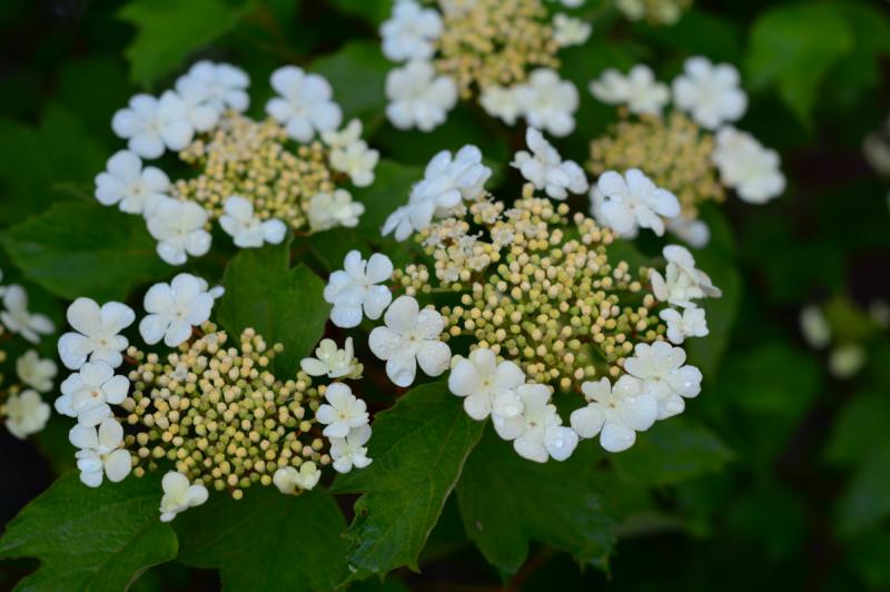 The Viburnums: Cramp Bark and Black Haw