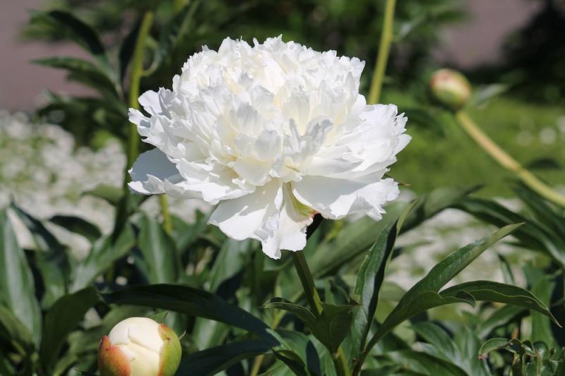 White, Red, European and Tree Peony