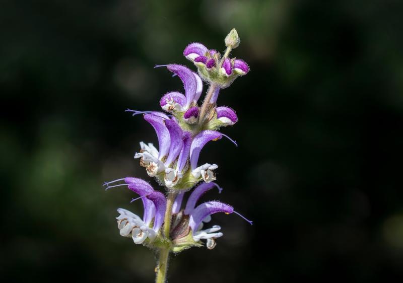 Clary Sage