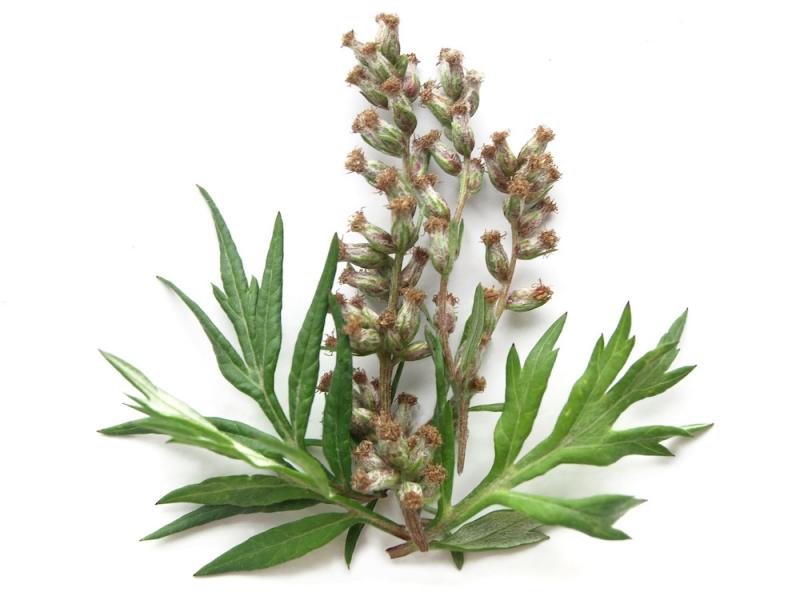 Mugwort