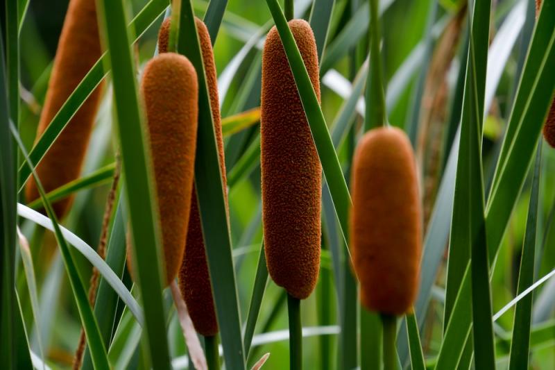 Tasty Cattails