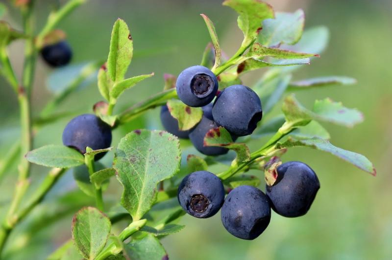 Bilberries and Blueberries