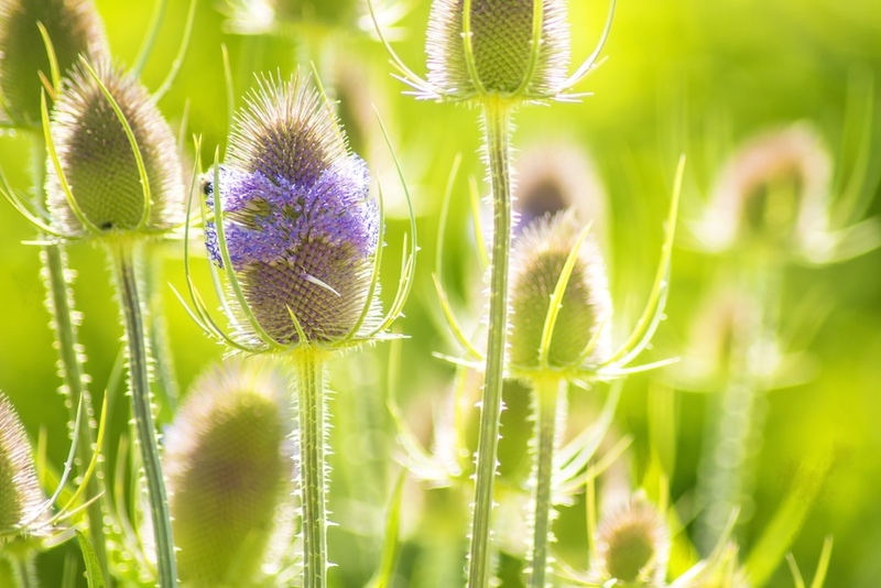 Teasel