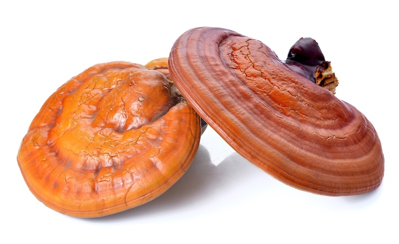 Reishi (Ganoderma) Mushroom