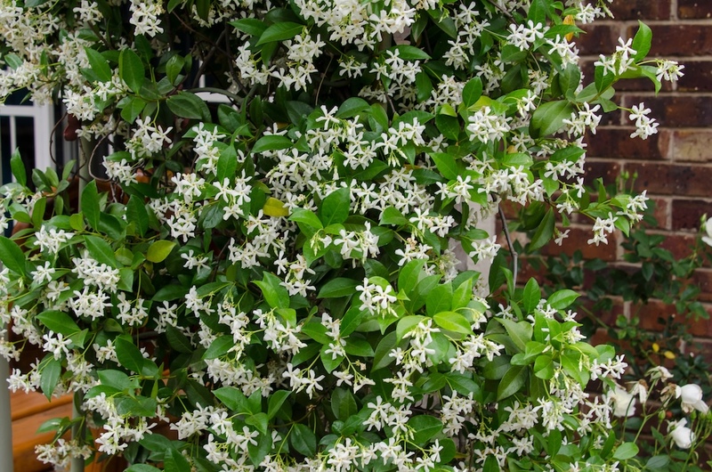 The Uplifting Fragrance of Jasmine