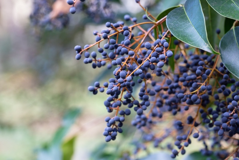 Ligustrum (Glossy Privet Fruits)